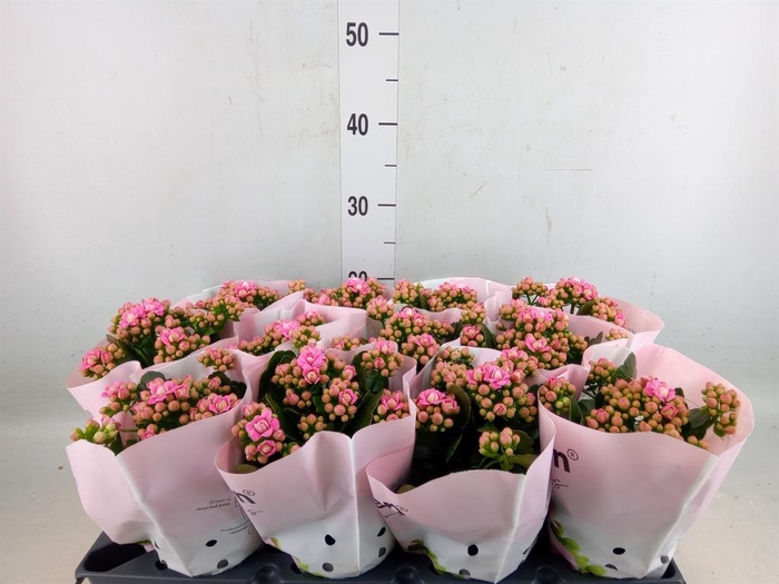 <h4>Kalanchoe blos.   ..rosebud</h4>