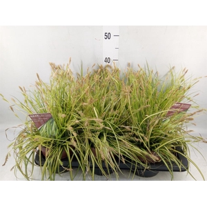 Carex oshimensis 'Everco Eversheen'