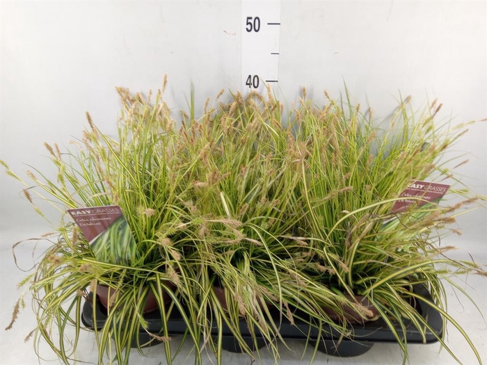 <h4>Carex oshimensis 'Everco Eversheen'</h4>