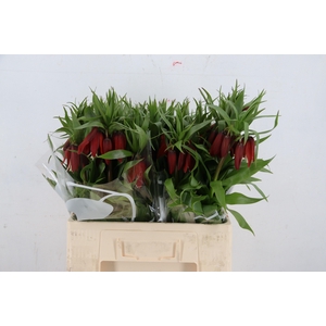 FRIT ROOD KLOON 050CM