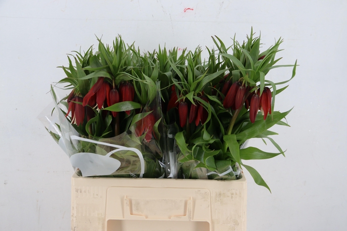 <h4>FRIT ROOD KLOON 050CM</h4>