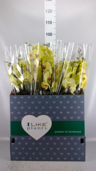 <h4>Phalaenopsis   ...yellow</h4>