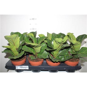 Ficus Lyrata Bambino