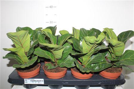 <h4>Ficus Lyrata Bambino</h4>