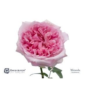 Rosa GR 'David Austin Miranda'