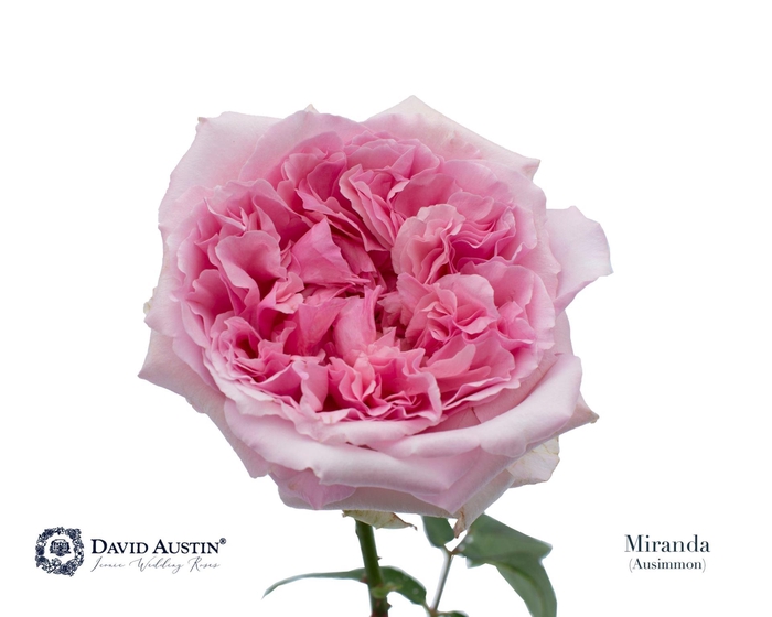 <h4>Rosa GR 'David Austin Miranda'</h4>