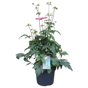 Anemone hupehensis Deep Rose (NL)