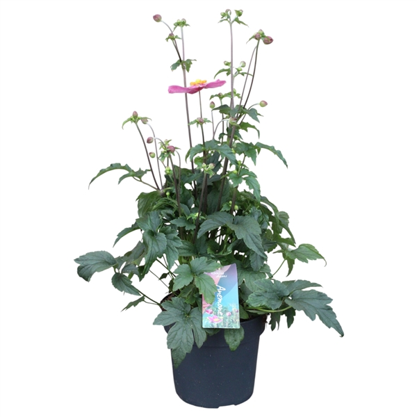 Anemone hupehensis Deep Rose (NL)