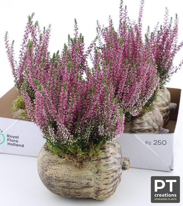 <h4>ARR TUINPLANTEN</h4>