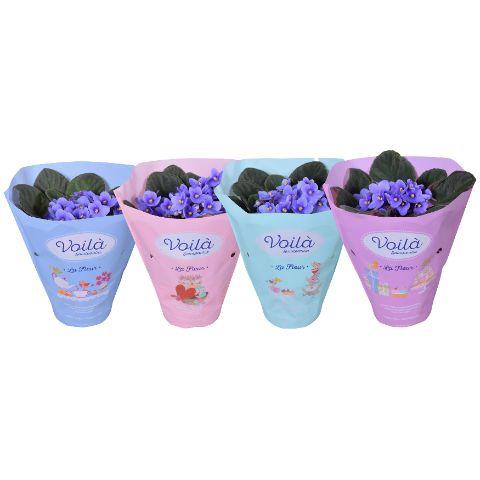 <h4>Saintpaulia Licht Blauw voila ''la Fleur''x8</h4>