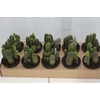 CACTUS VARIADO P11