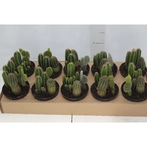 CACTUS VARIADO P11