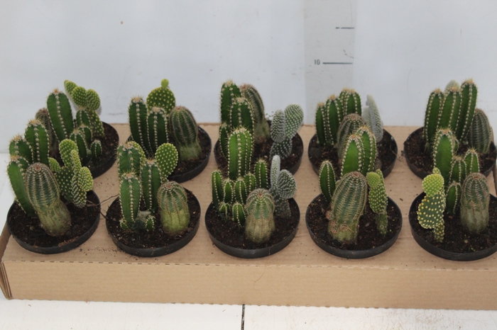 <h4>CACTUS VARIADO P11</h4>