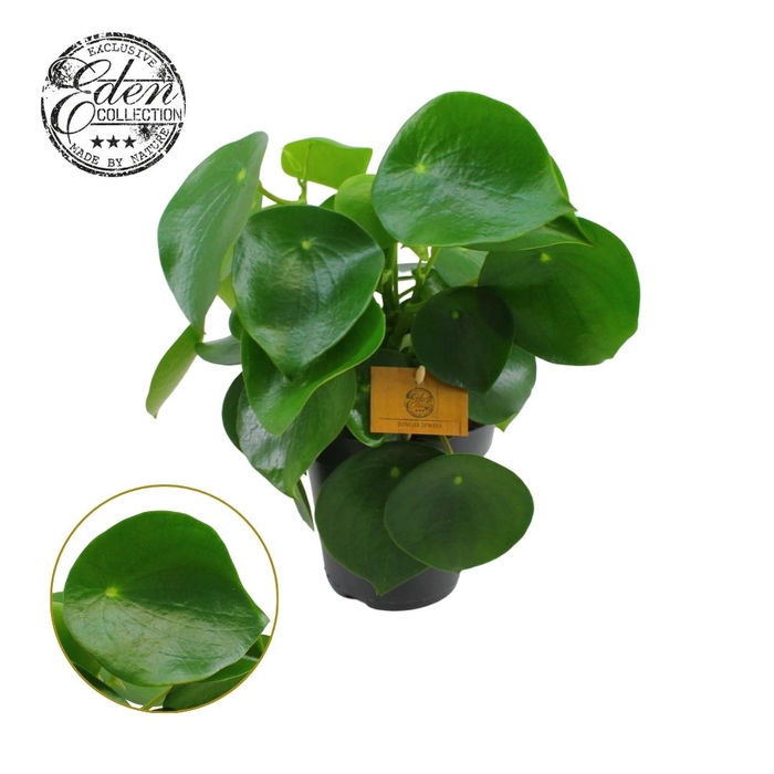 <h4>Peperomia Polybotrya 15cm</h4>