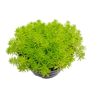 SEDUM RUPESTRE ANGELINA C21