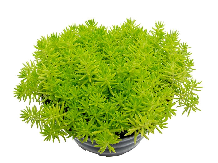 SEDUM RUPESTRE ANGELINA C21