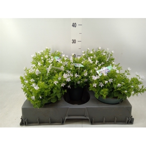 Campanula posch.