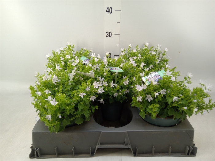 <h4>Campanula posch.</h4>