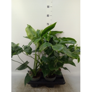 Philodendron  'Fun Bun'