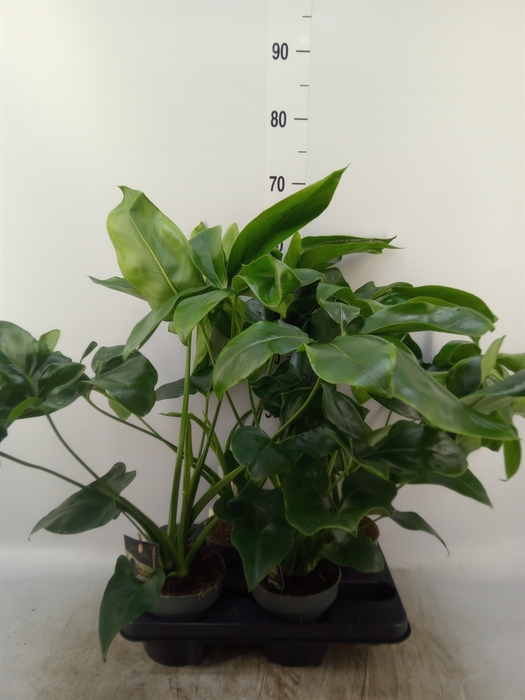 <h4>Philodendron  'Fun Bun'</h4>