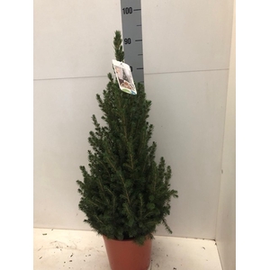 PICEA GL CONICA