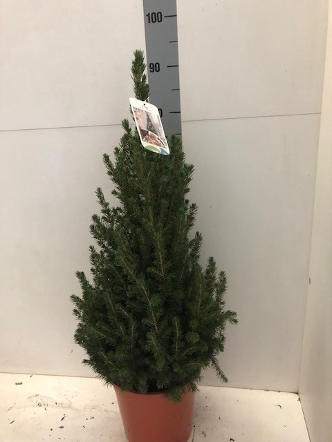 <h4>PICEA GL CONICA</h4>