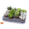 Succulenten gemengd 6 soorten gemengd in tray XL