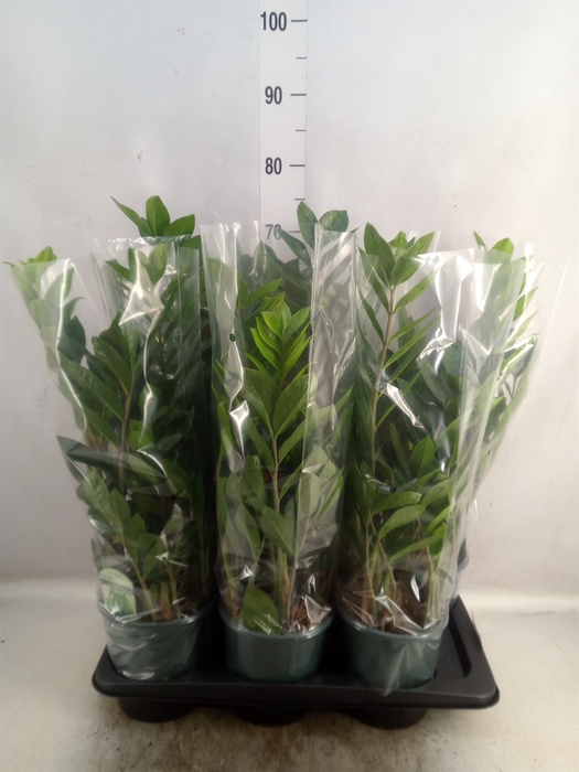 <h4>Zamioculcas zamiifolia</h4>