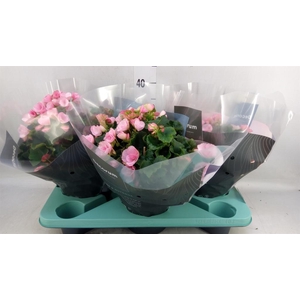 Begonia elat. EN 'Betulia Candy'