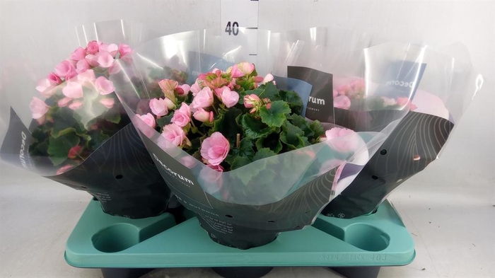 <h4>Begonia elat. EN 'Betulia Candy'</h4>
