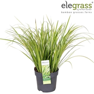 Acorus gramineus 'Ogon' P14