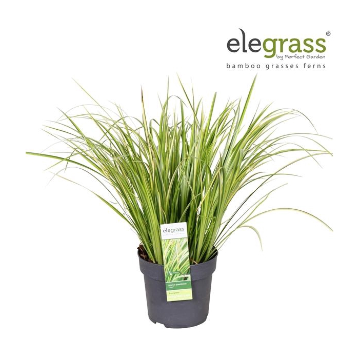 <h4>Acorus gramineus 'Ogon' P14</h4>