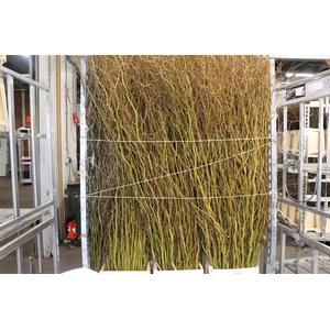 Salix Caradoc Geel