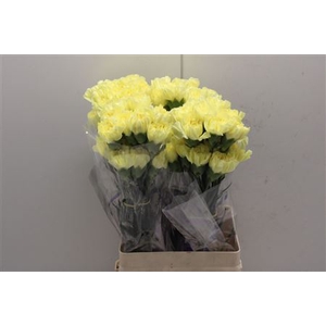 Di St Emma Yellow