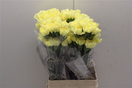 <h4>Di St Emma Yellow</h4>
