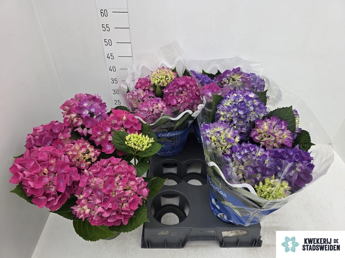 <h4>HYDR M COTE DAZUR</h4>