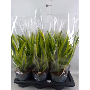 Dracaena fr de 'LemonLime'