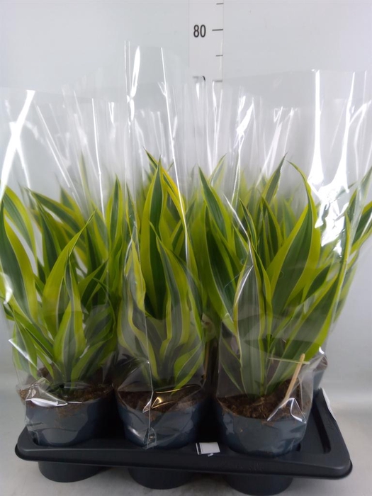 <h4>Dracaena fr de 'LemonLime'</h4>