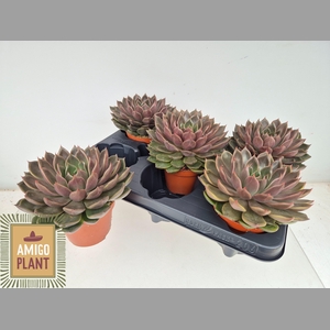 ECHEV ROSETTA MARIPO