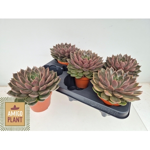 ECHEV ROSETTA MARIPO