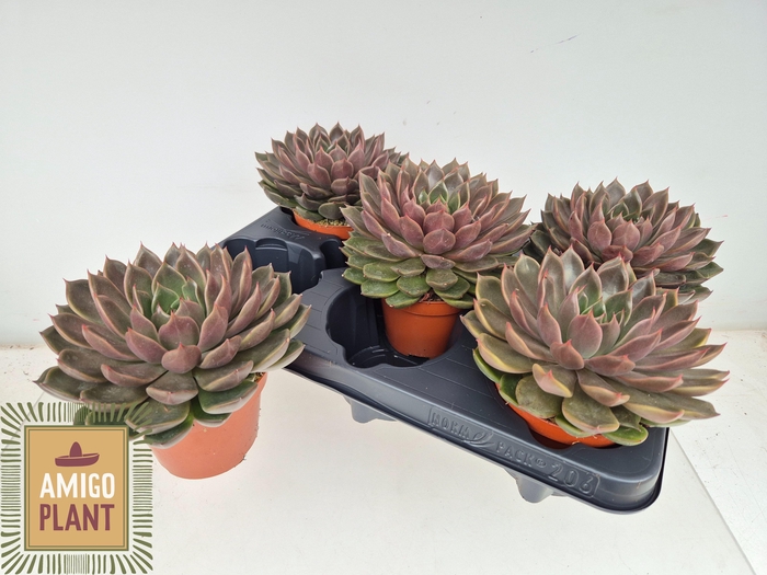 <h4>ECHEV ROSETTA MARIPO</h4>