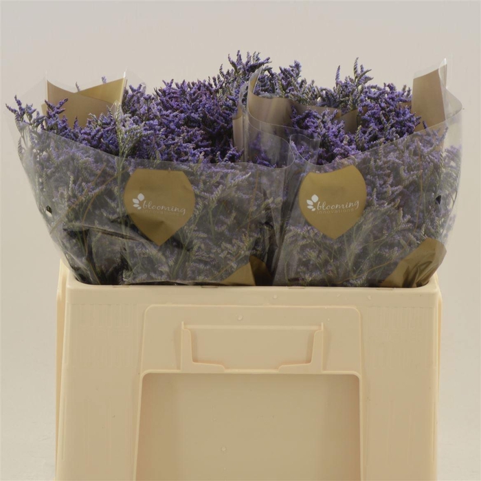 <h4>LIM SAF DARK BLUE</h4>