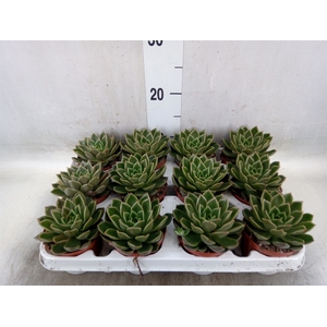 Echeveria   ...not flowering