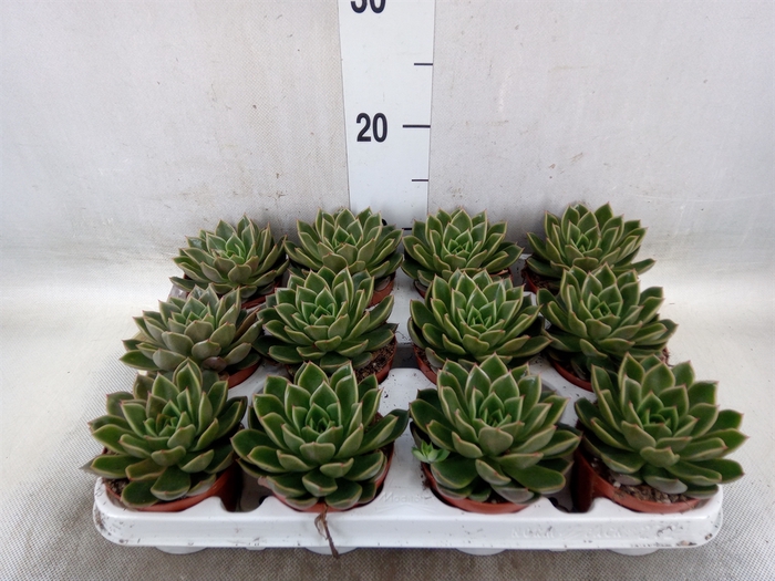 <h4>Echeveria   ...not flowering</h4>