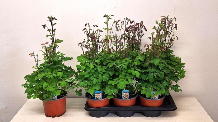 <h4>AQUIL BIEDERMEIER</h4>