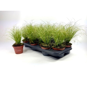 CARE C FROSTED CURLS