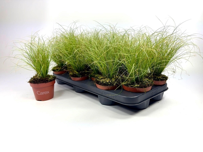 <h4>CARE C FROSTED CURLS</h4>