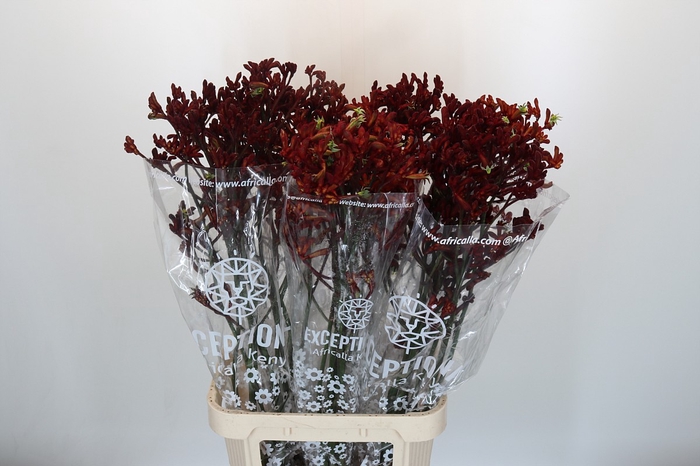 <h4>Anigozanthos Early Spring</h4>