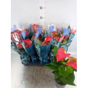 Anthurium andr. 'Karma Red'