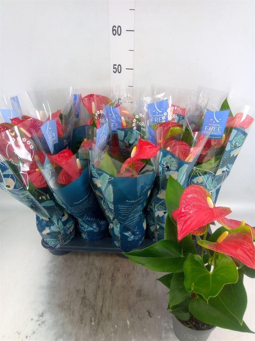 <h4>Anthurium andr. 'Karma Red'</h4>